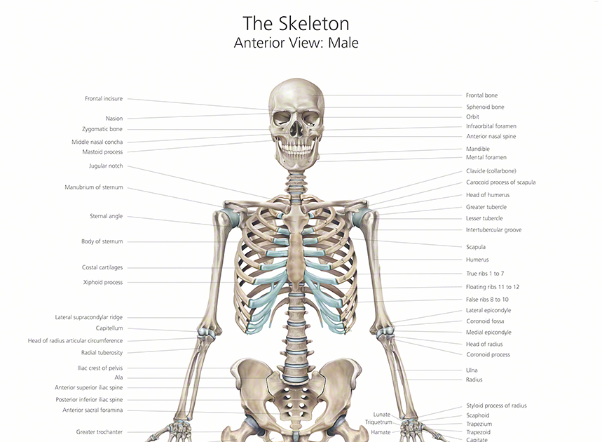 Human Bone Anatomy Chart : Human skeleton - Long bones of arms and legs