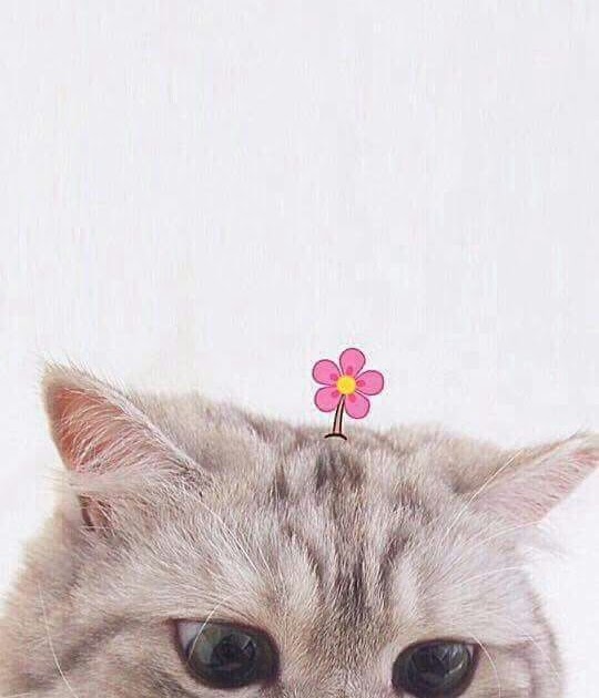 Wallpaper Hp Lucu Pink Kucing Wallpaper HD