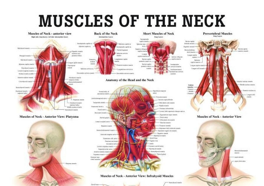Back Of Neck Anatomy Muscles / Muscles of the Neck Laminated Anatomy
