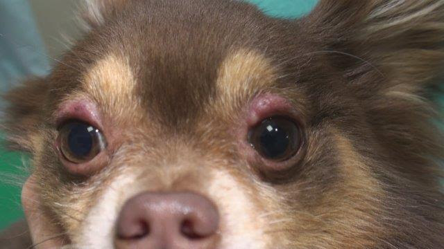 犬 目の周り 腫れ 104298犬 目の周り 腫れ アレルギー