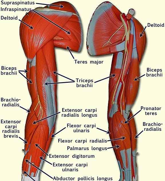 Arm Muscle Diagram Side View A Lateral View Left Side Of The Muscles