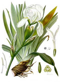 Iris germanica florentina Orris, Orris-root
