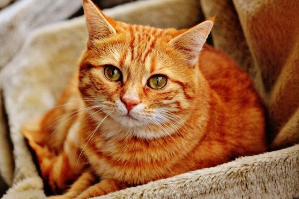 Gambar Kucing Berwarna Orange - 81021+ Nama Untuk Kucing ...
