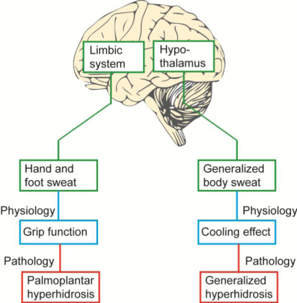 diabetes and sweating