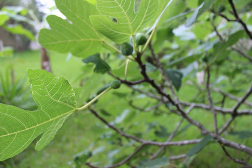 Growing Figs