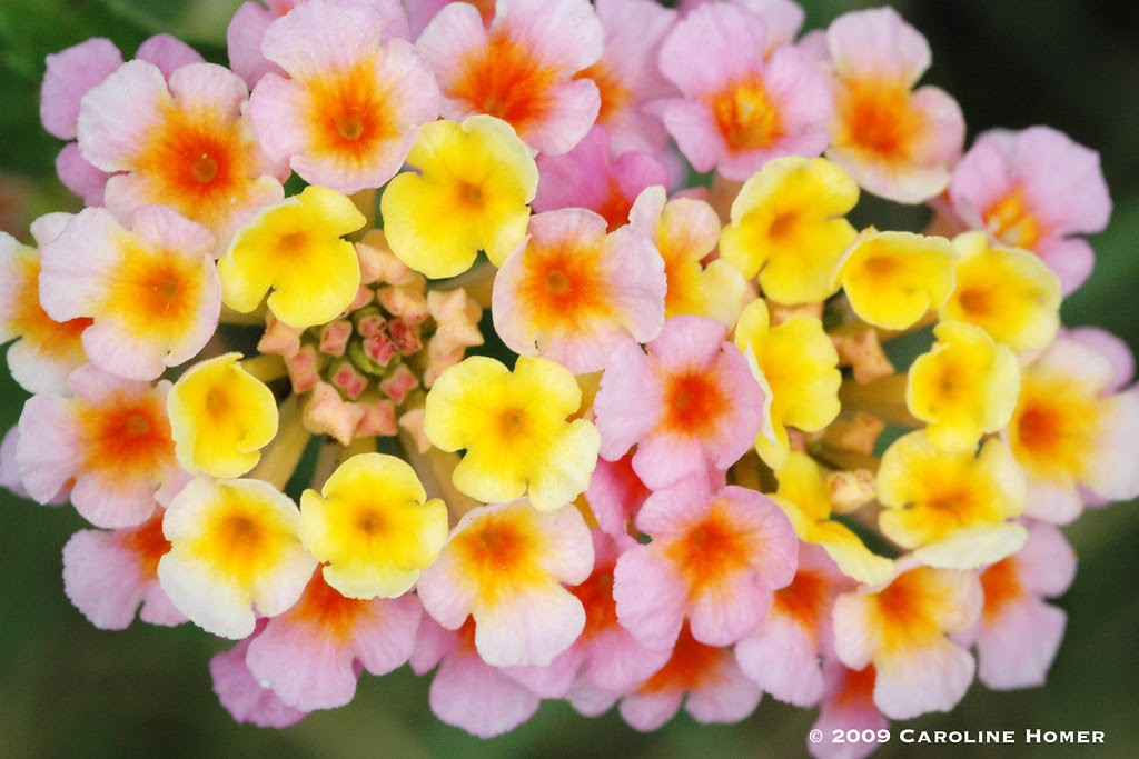 Old-fashioned lantana