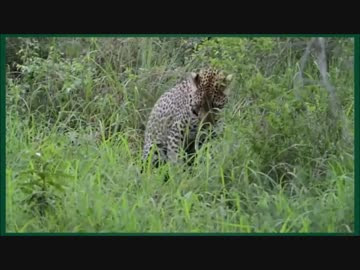 動物画像無料 トップ100 動物 戦い 動画