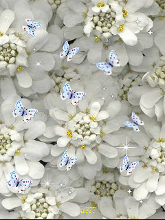 Цветы и бабочки