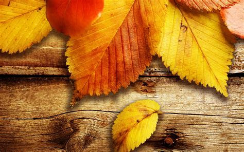 Free Autumn Wallpaper 20814 2560x1600 px ~ HDWallSource.com Free Autumn Wallpaper 20814 2560x1600 px ~ HDWallSource.com