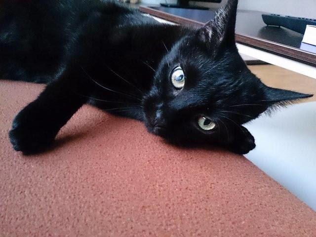 Bild