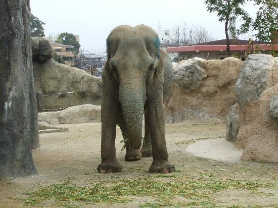 Photos of Fukuoka City Zoological GArden, Fukuoka