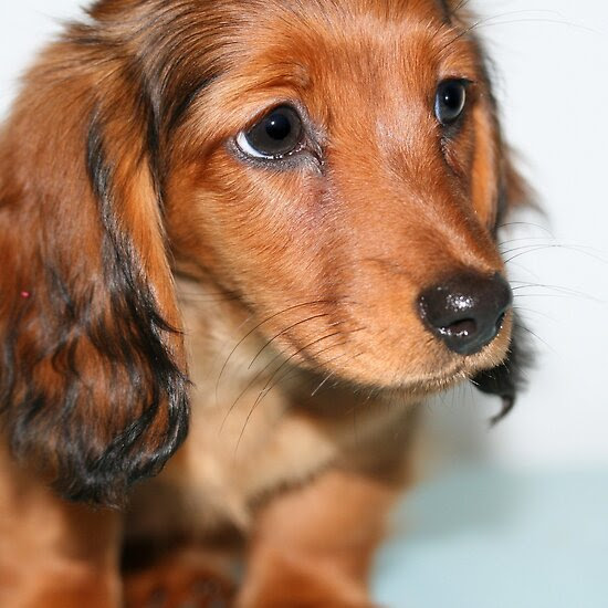 rycuveunu mini long haired dachshund puppies
