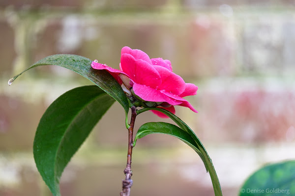 camellia in pink