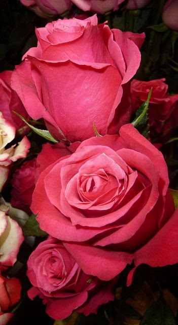 *Gorgeous Roses!