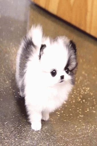 Teacup Pomeranian Husky Mix - Pets Lovers