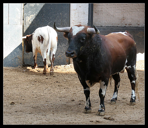 Cesguno, de Jaral de la Mira
