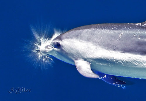 Nose Dip "Atlantic Bottlenose Dolphin"