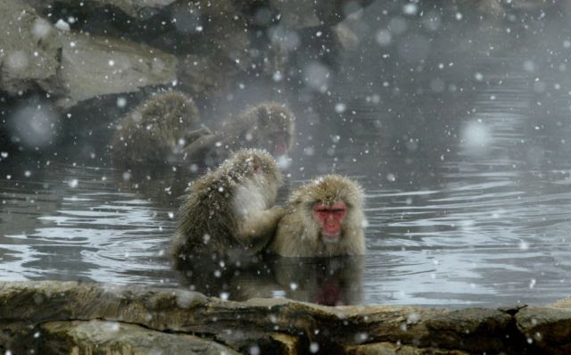 Bathing Monkeys