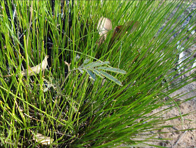 Wattle growing in lepidosperma