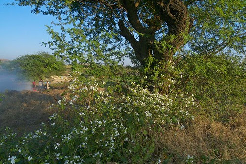Thorn tree and flowers