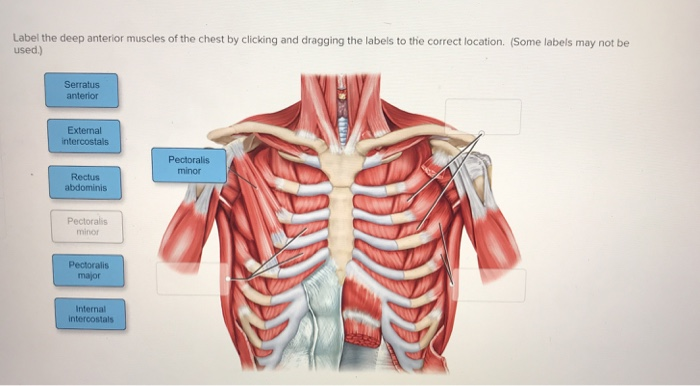 Chest Muscles Diagram Labeled - The Massive Muscle Anatomy And Body