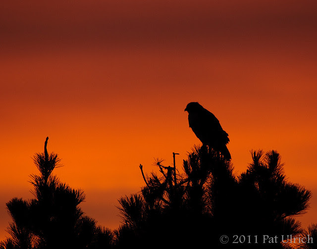 Sunrise watchman, Point Reyes National Seashore - Pat Ulrich Wildlife Photography