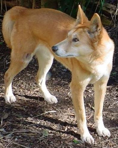 Berkas:Dingo3.jpg