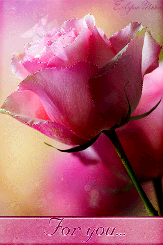 Розовая роза для тебя
