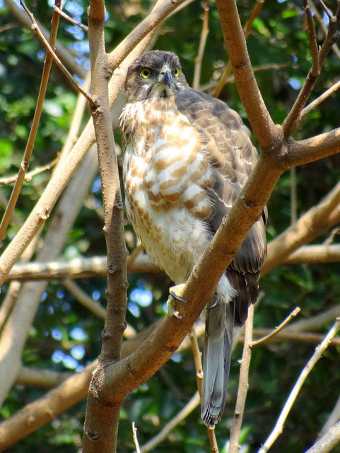鳳頭蒼鷹/無限台南