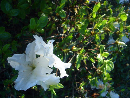 Backyard Flowers