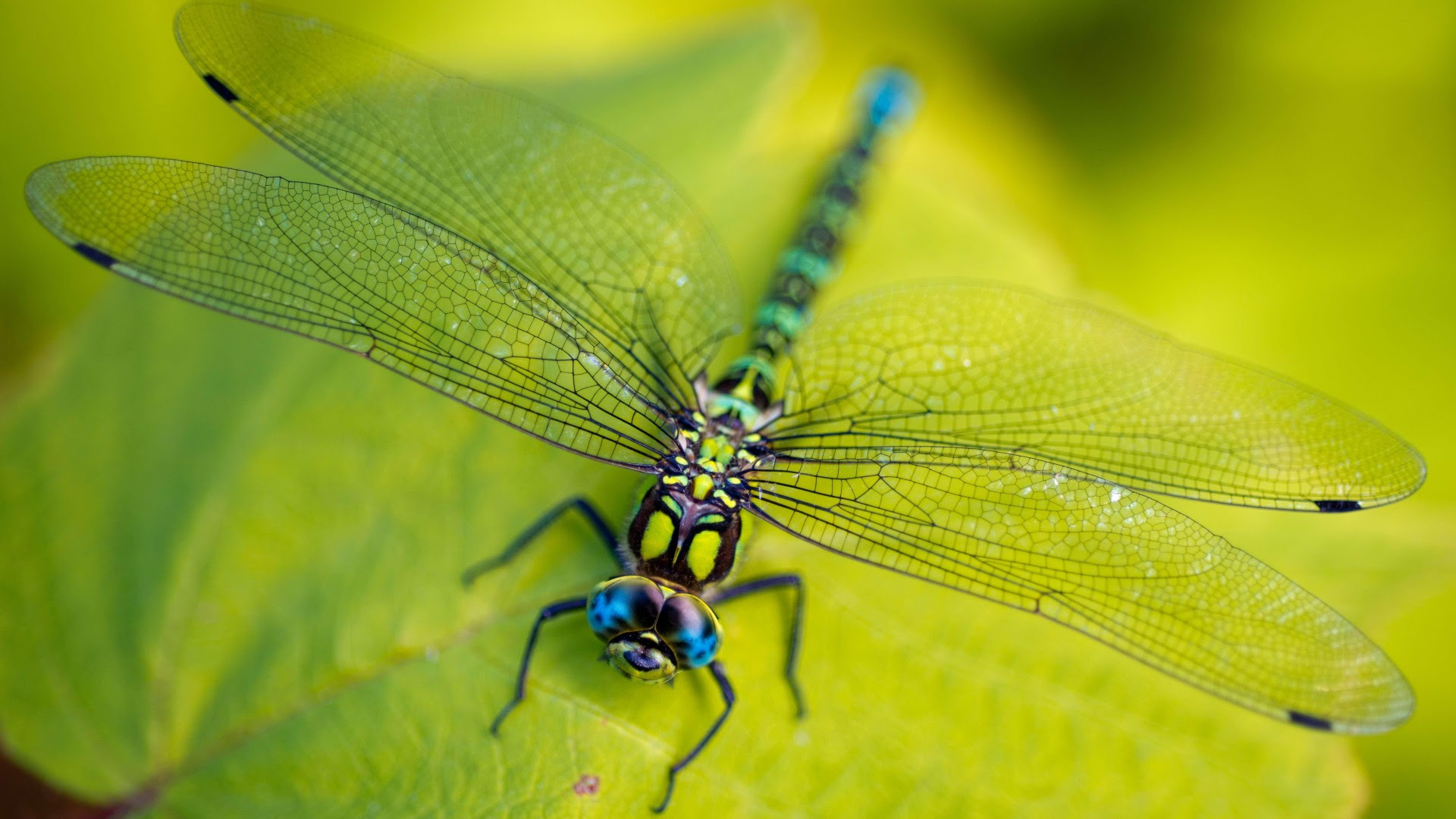 Dragonfly Wallpaper, Animals / Insects: Dragonfly, leaves ...