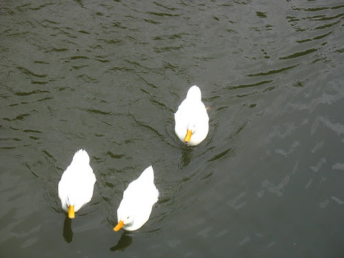 natnote ducks