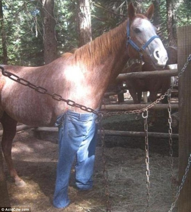 This horse looks delighted at finally having found the perfect pair of blue jeans