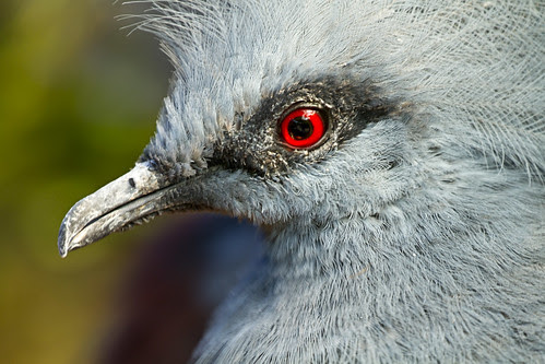 Crowned Pigeon