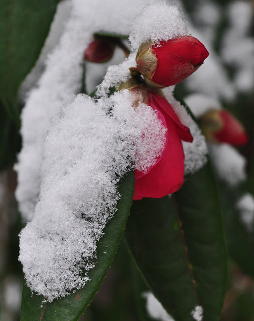 Camellia in Snow (2)
