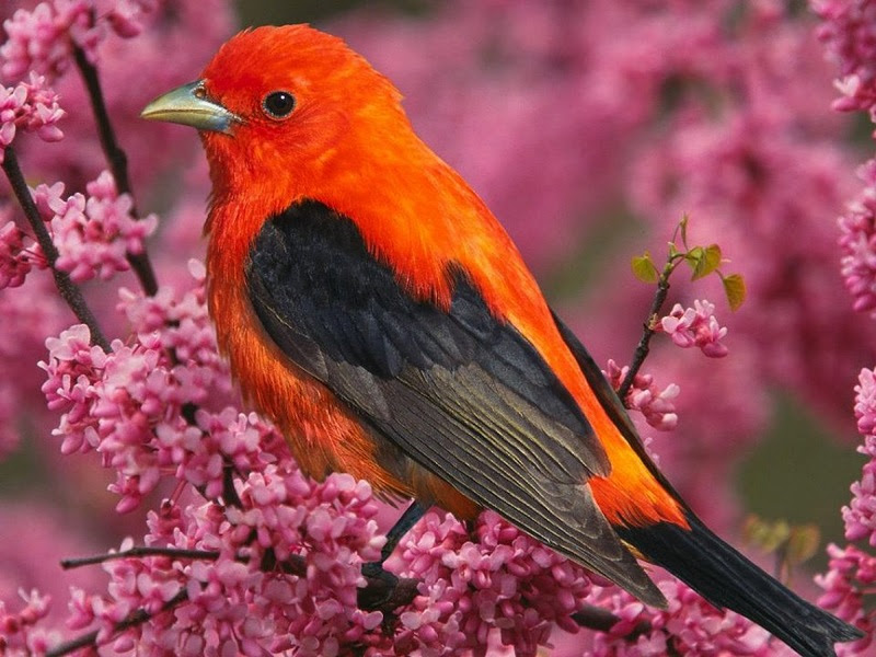 The most rare and beautiful birds in the world