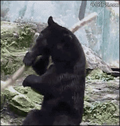 Kung-fu-bear