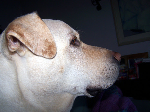 Zeus_profile_1107