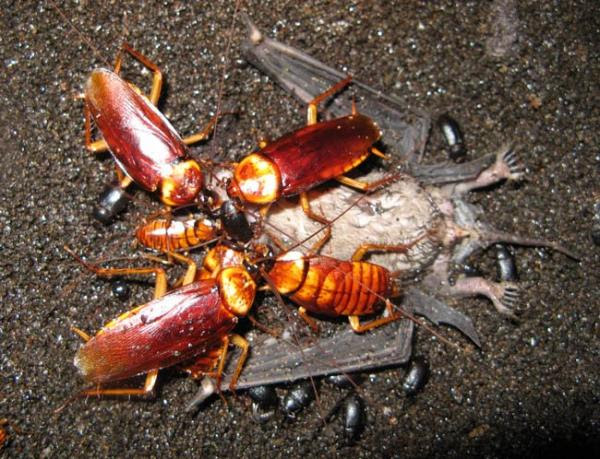 最高のマインクラフト 綺麗なコウモリ の 食べ物
