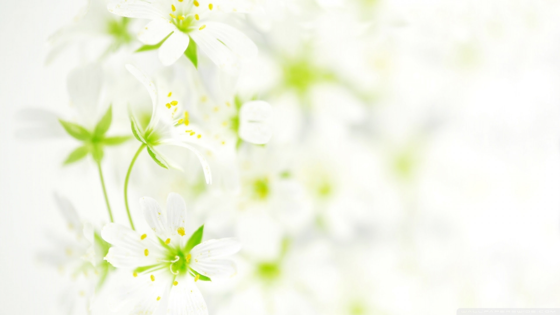 Background White With Flower gambar ke 20