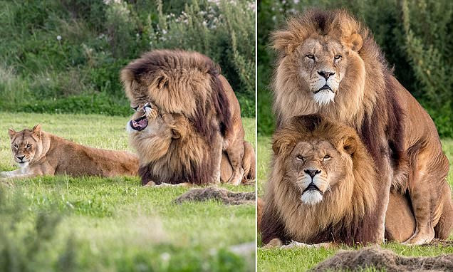 Two male lions appear to mate while lioness looks on