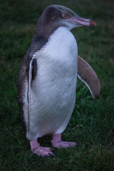 Yellow eyed pinguin near Moeraki Yellow eyed pinguin near Moeraki