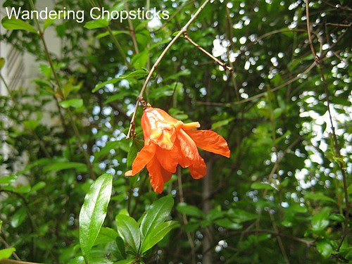 Pomegranate Blossoms 3