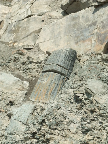 fossil tree