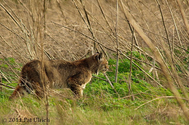 Focused bobcat - Pat Ulrich Wildlife Photography