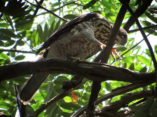 鳳頭蒼鷹/無限台南