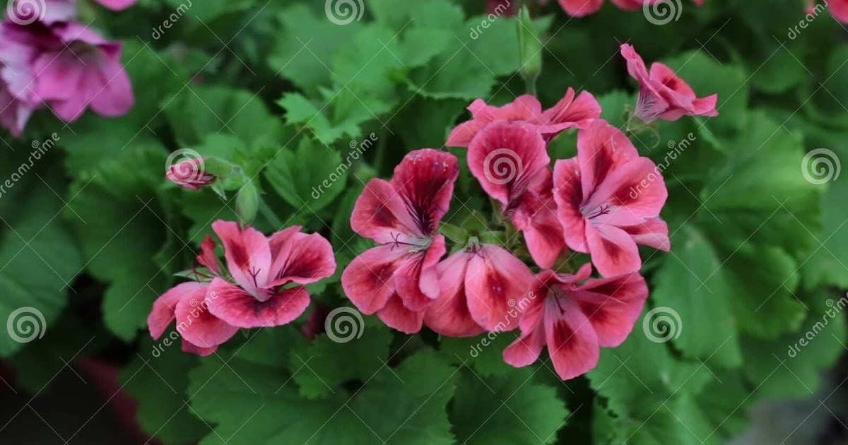 Piante Dainterno Con Fiori Rose Schlumbergera Truncata Viridea Piante