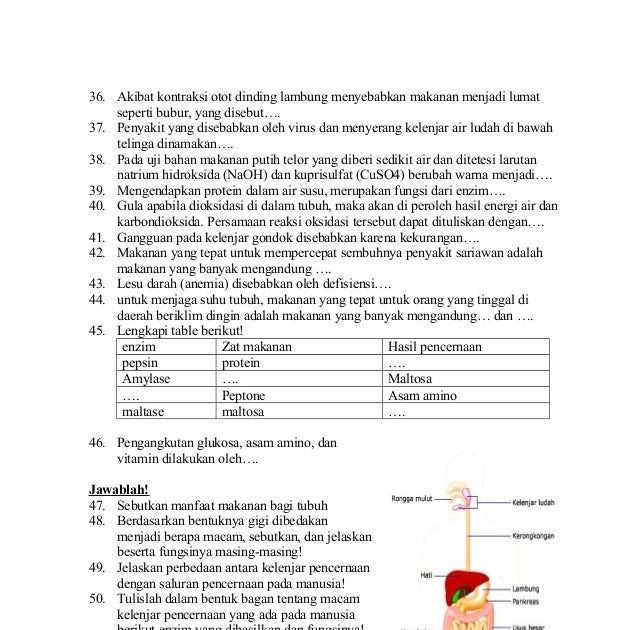 Contoh Soal Uraian Hots Sistem Pencernaan Pada Manusia