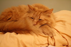 Jasper claims his pillow
