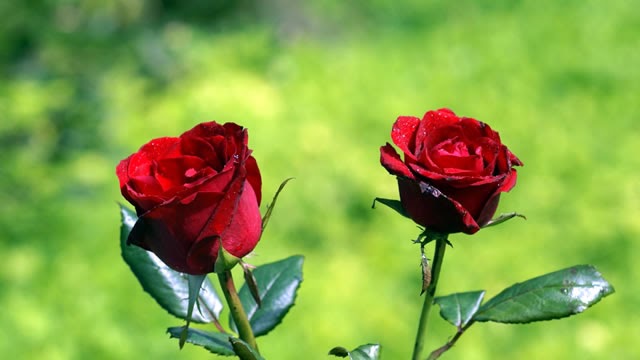 Paling Bagus 14+ Bunga Mawar Untuk Istri Gambar Bunga Indah